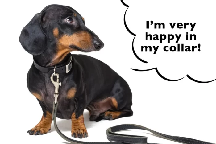 Dachshunds Ideal Collars-Neck Support and Safety